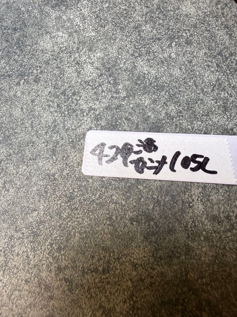 センナ　メリディオナリス　海外実生　発根済み　429