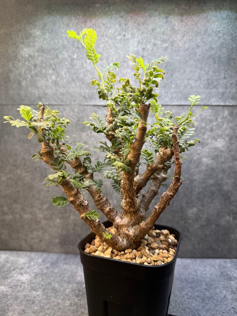 センナ　メリディオナリス　海外実生　発根済み　429