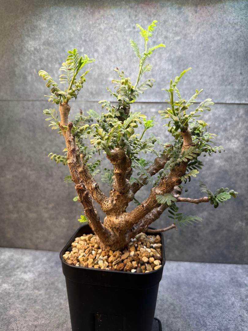 センナ　メリディオナリス　海外実生　発根済み　429