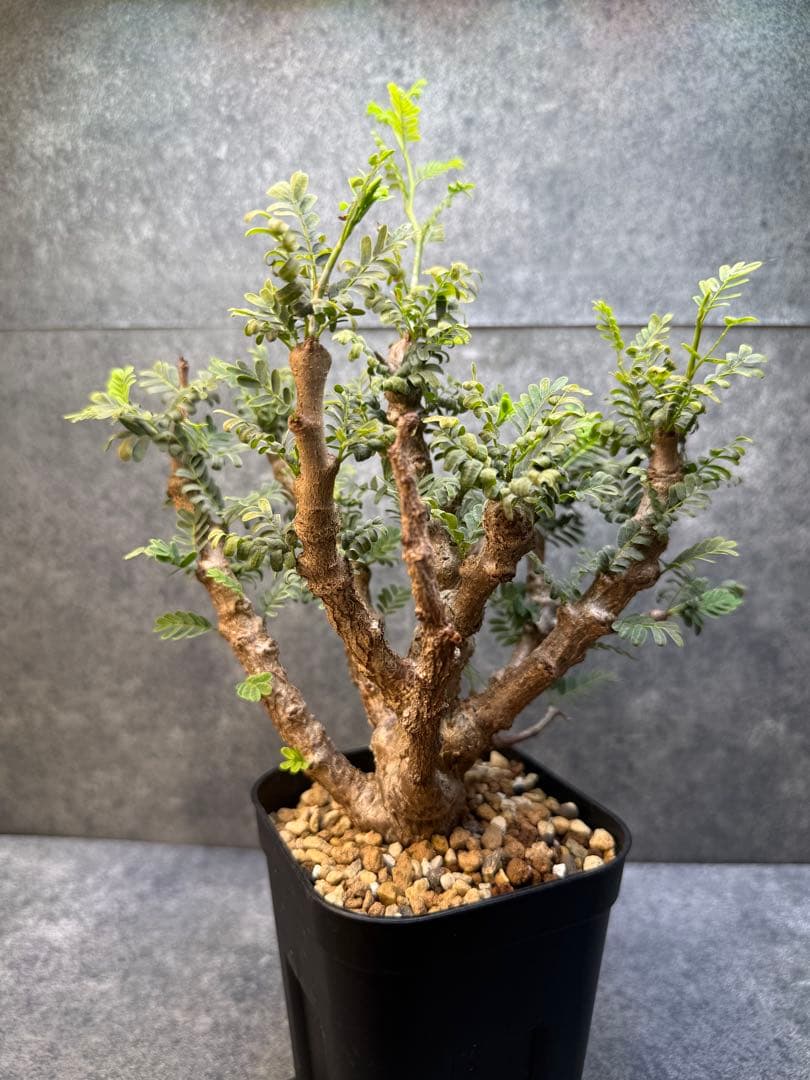 センナ　メリディオナリス　海外実生　発根済み　429