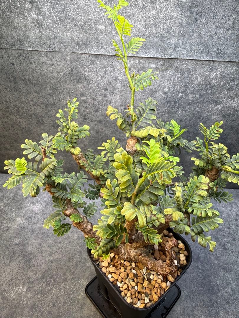 センナ　メリディオナリス　海外実生　発根済み　429