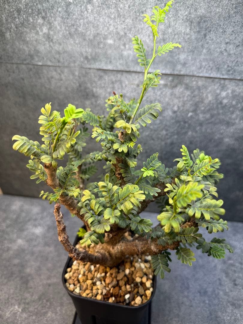 センナ　メリディオナリス　海外実生　発根済み　429