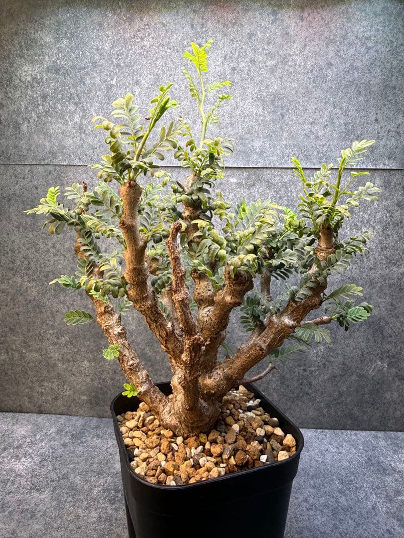 センナ　メリディオナリス　海外実生　発根済み　429