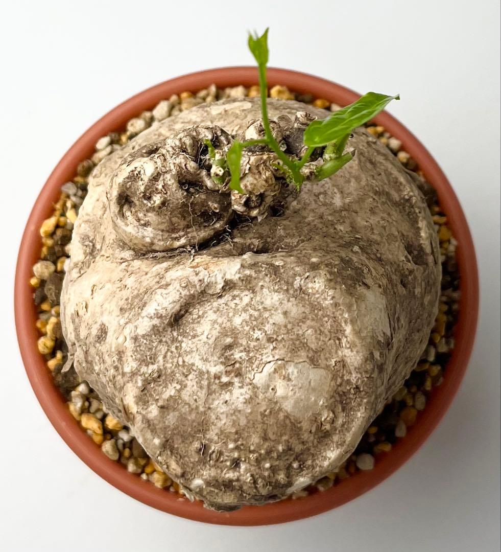 激レア/大株/塊根植物】アデニア ペナンギアナ 鉢植え - メルカリ