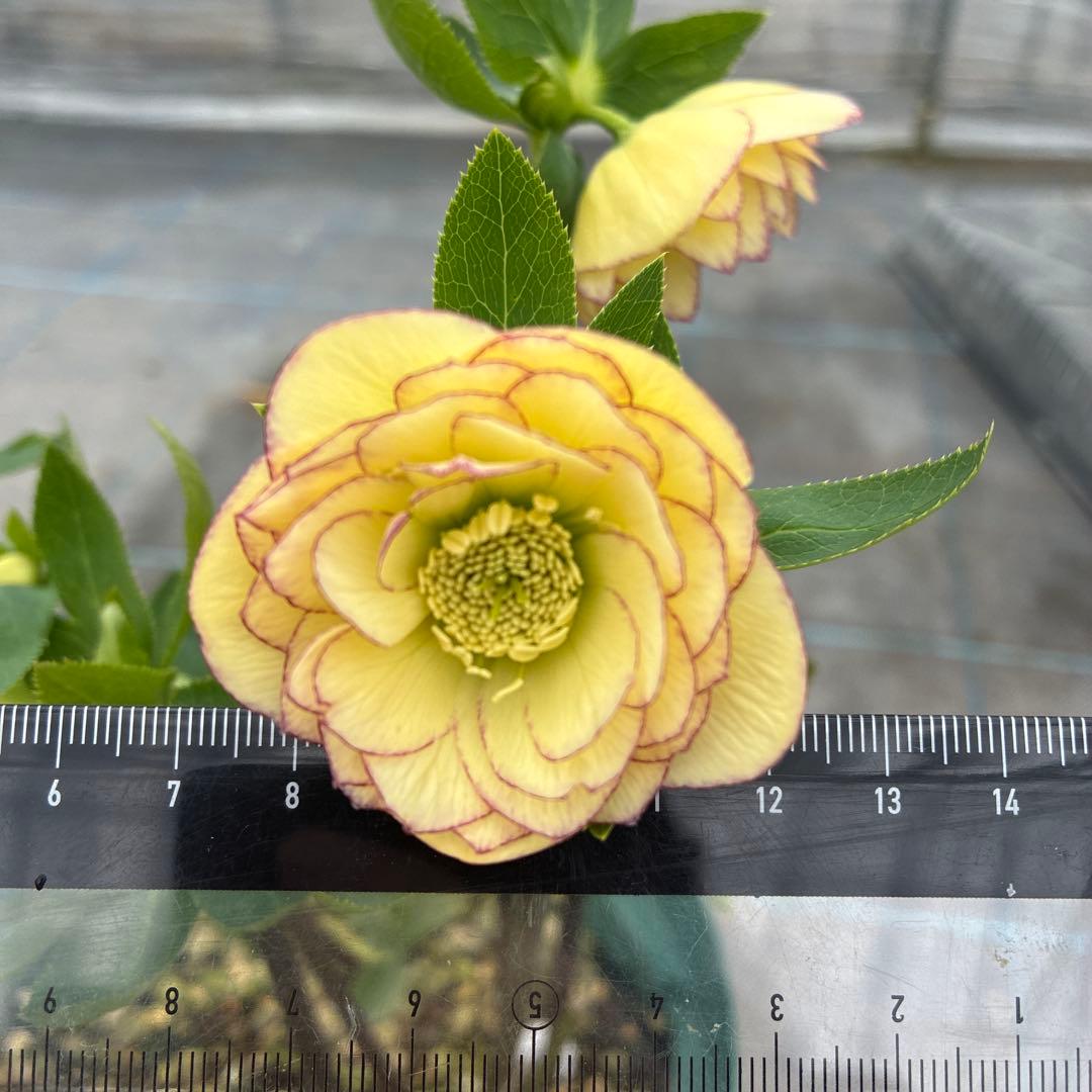 クリスマス　イエローピコティ　７寸　可愛い