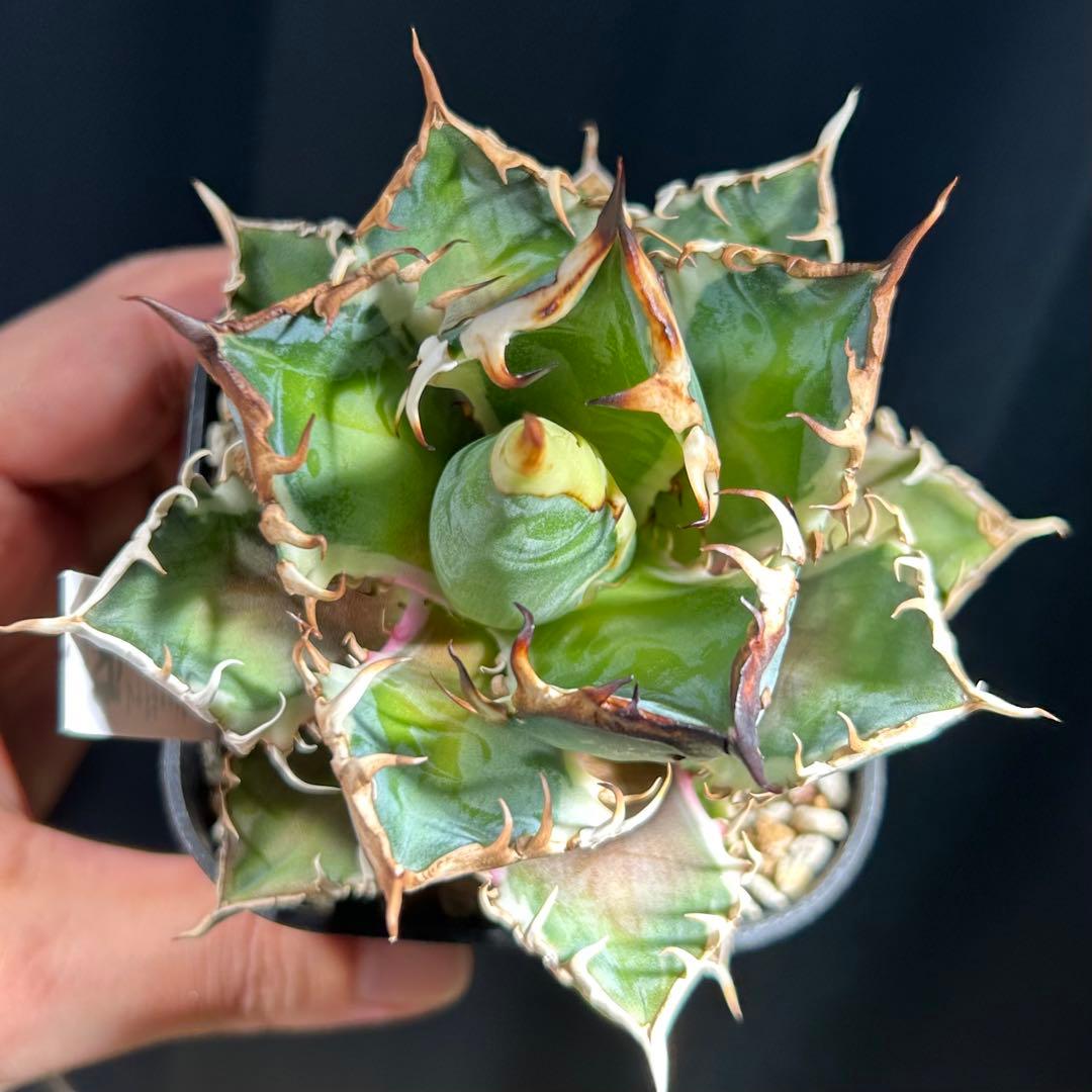 【美株コンパクト】アガベ チタノタ 赤猫 白覆輪斑入り ゴリ猫