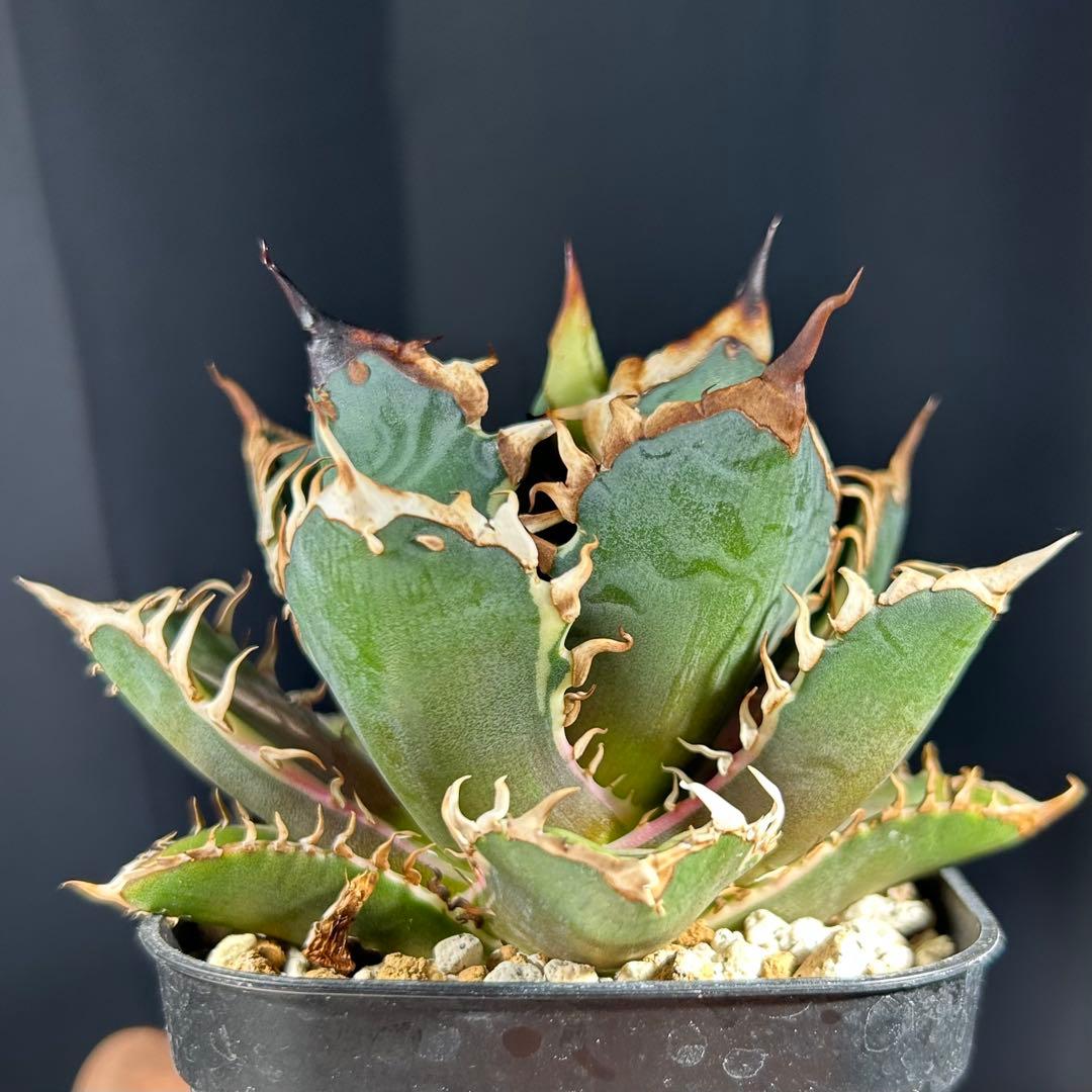 【美株コンパクト】アガベ チタノタ 赤猫 白覆輪斑入り ゴリ猫