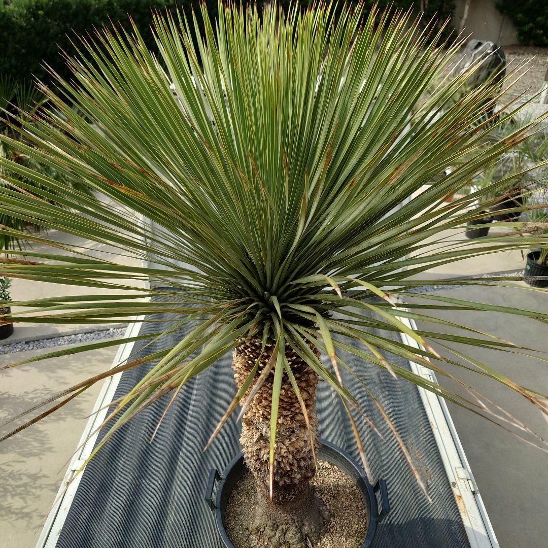 ユッカ ロストラータ 《Lサイズ・H=約1.55m・約48kg》304