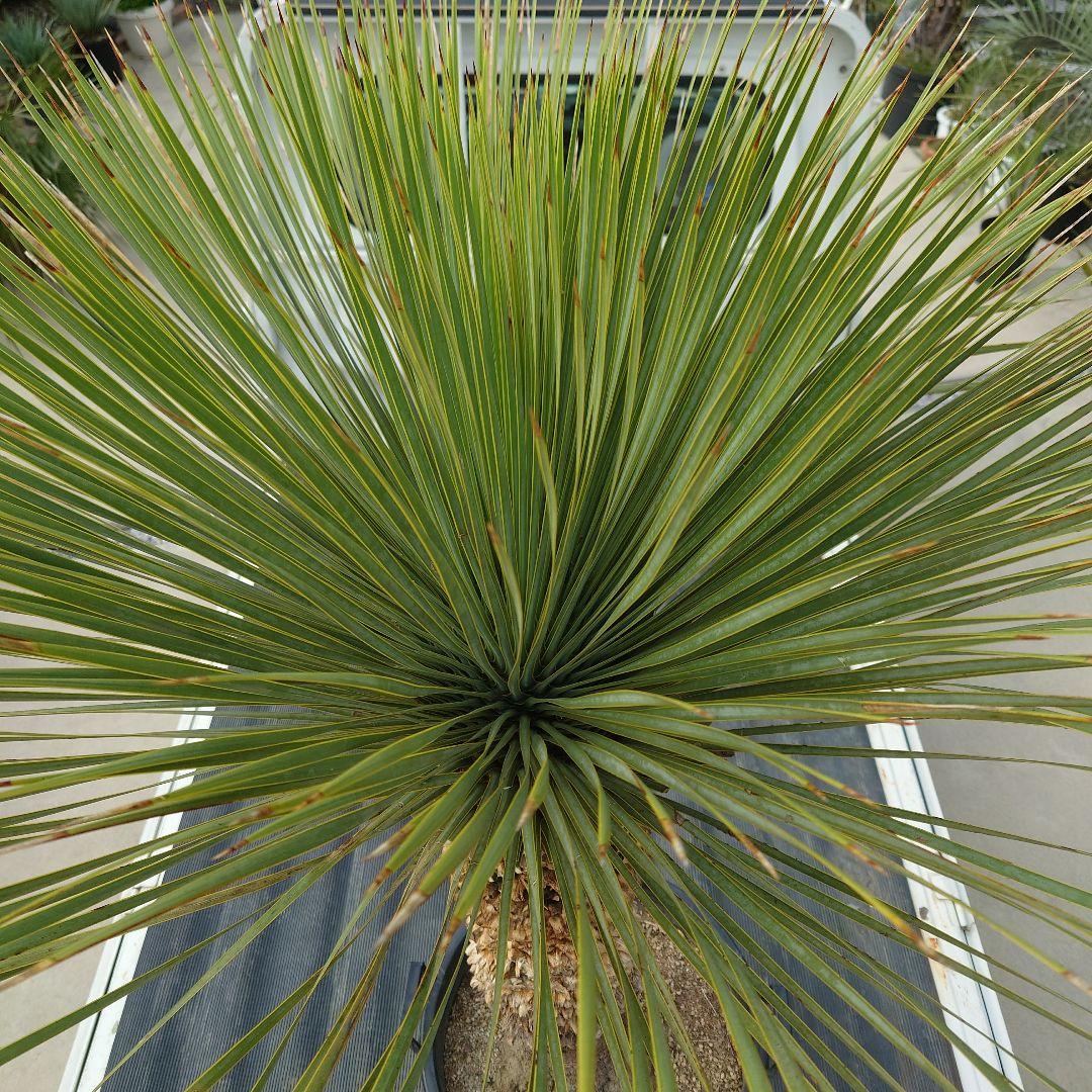 ユッカ ロストラータ 《Lサイズ・H=約1.55m・約48kg》304