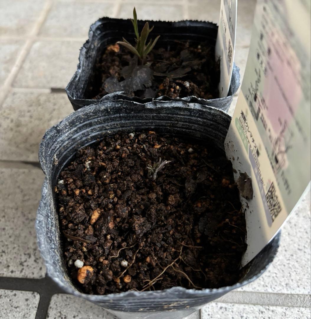 クレマチス苗 バーシーカラー クレマチス 妙福 宿根草 花苗 多年草 壺