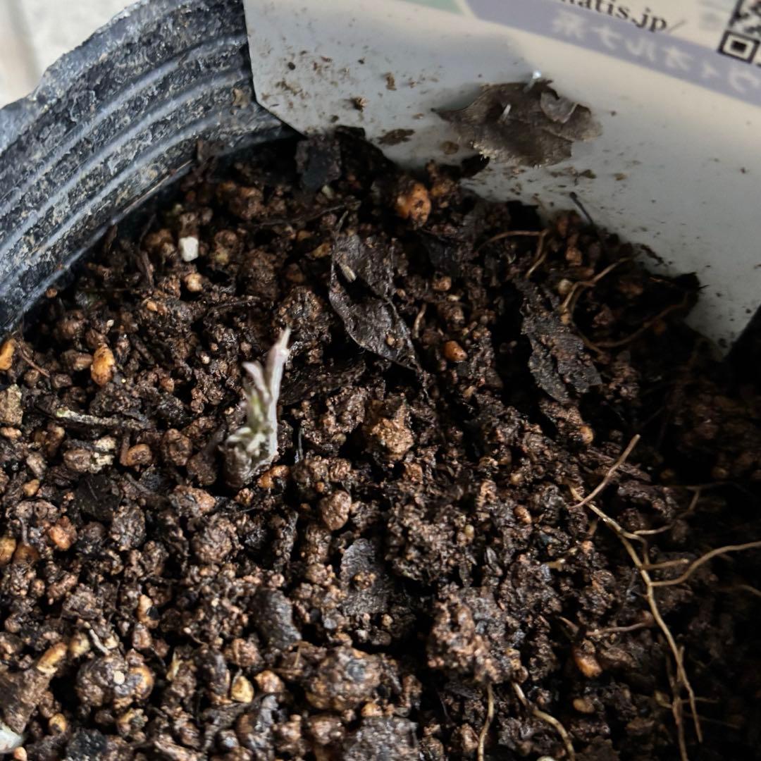 クレマチス苗 バーシーカラー クレマチス 妙福 宿根草 花苗 多年草 壺