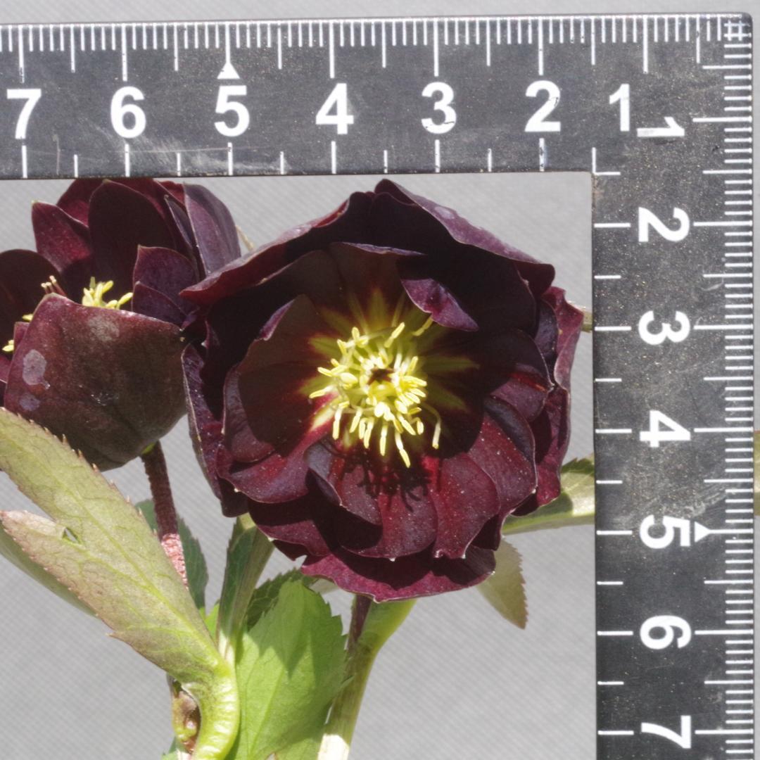 7648 認定！　キラメキ・チョコレート　クリスマスローズ開花　加藤農園