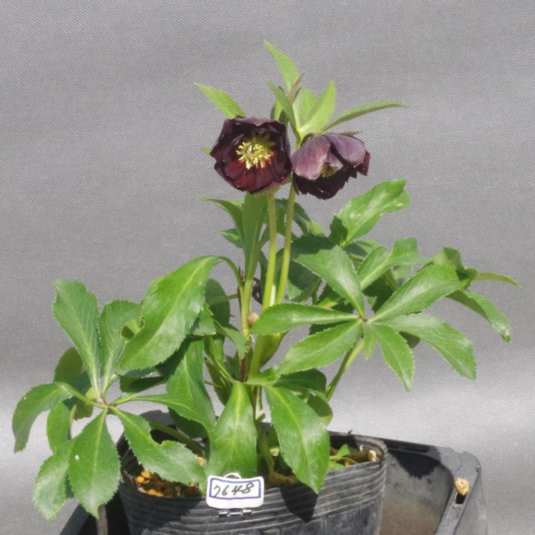 7648 認定！　キラメキ・チョコレート　クリスマスローズ開花　加藤農園