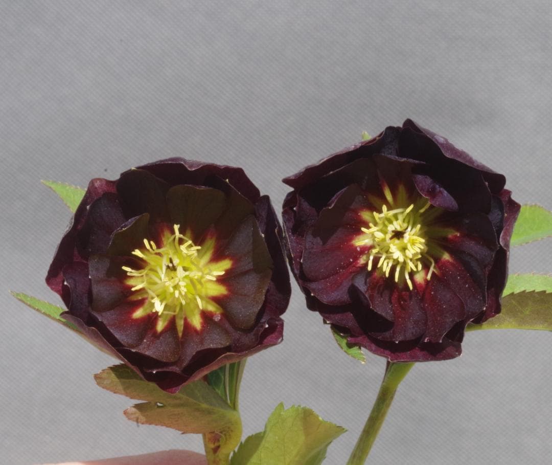 7648 認定！　キラメキ・チョコレート　クリスマスローズ開花　加藤農園