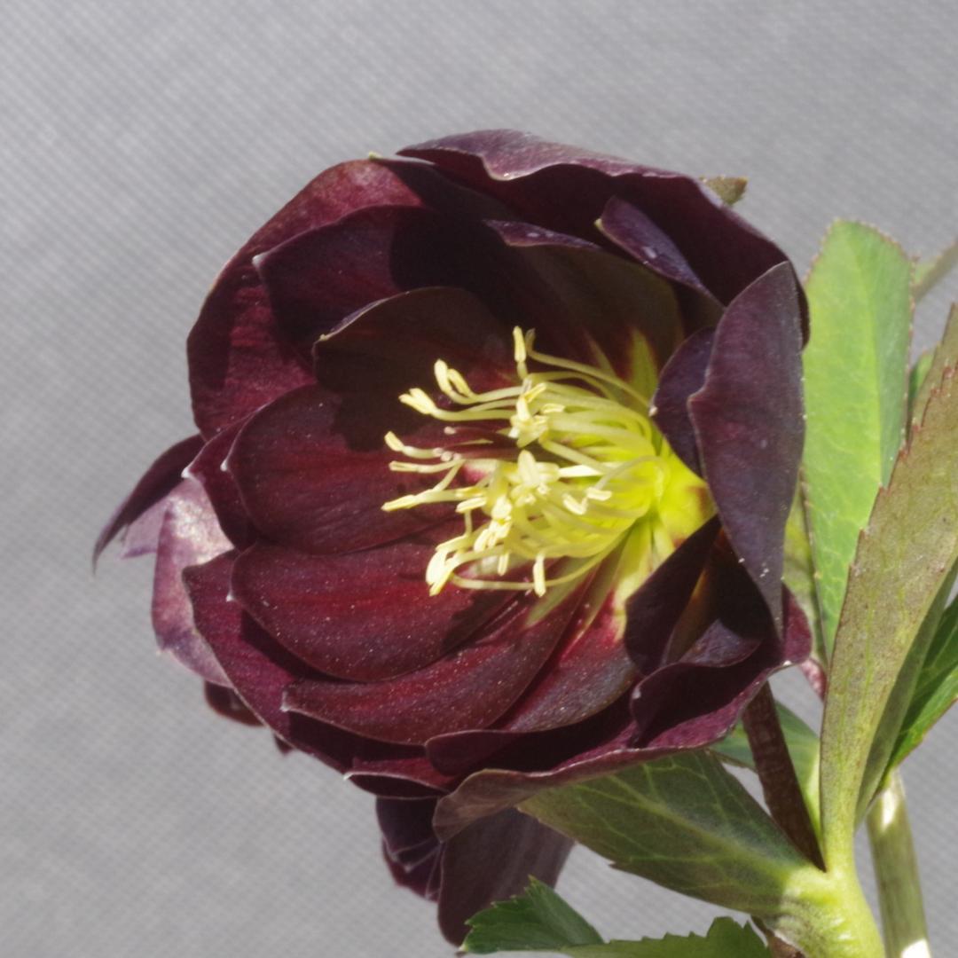 7648 認定！　キラメキ・チョコレート　クリスマスローズ開花　加藤農園