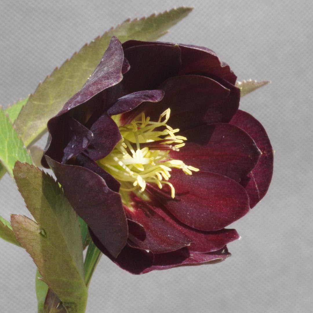 7648 認定！　キラメキ・チョコレート　クリスマスローズ開花　加藤農園