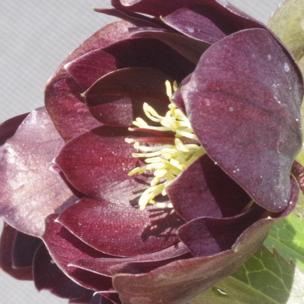 7648 認定！　キラメキ・チョコレート　クリスマスローズ開花　加藤農園