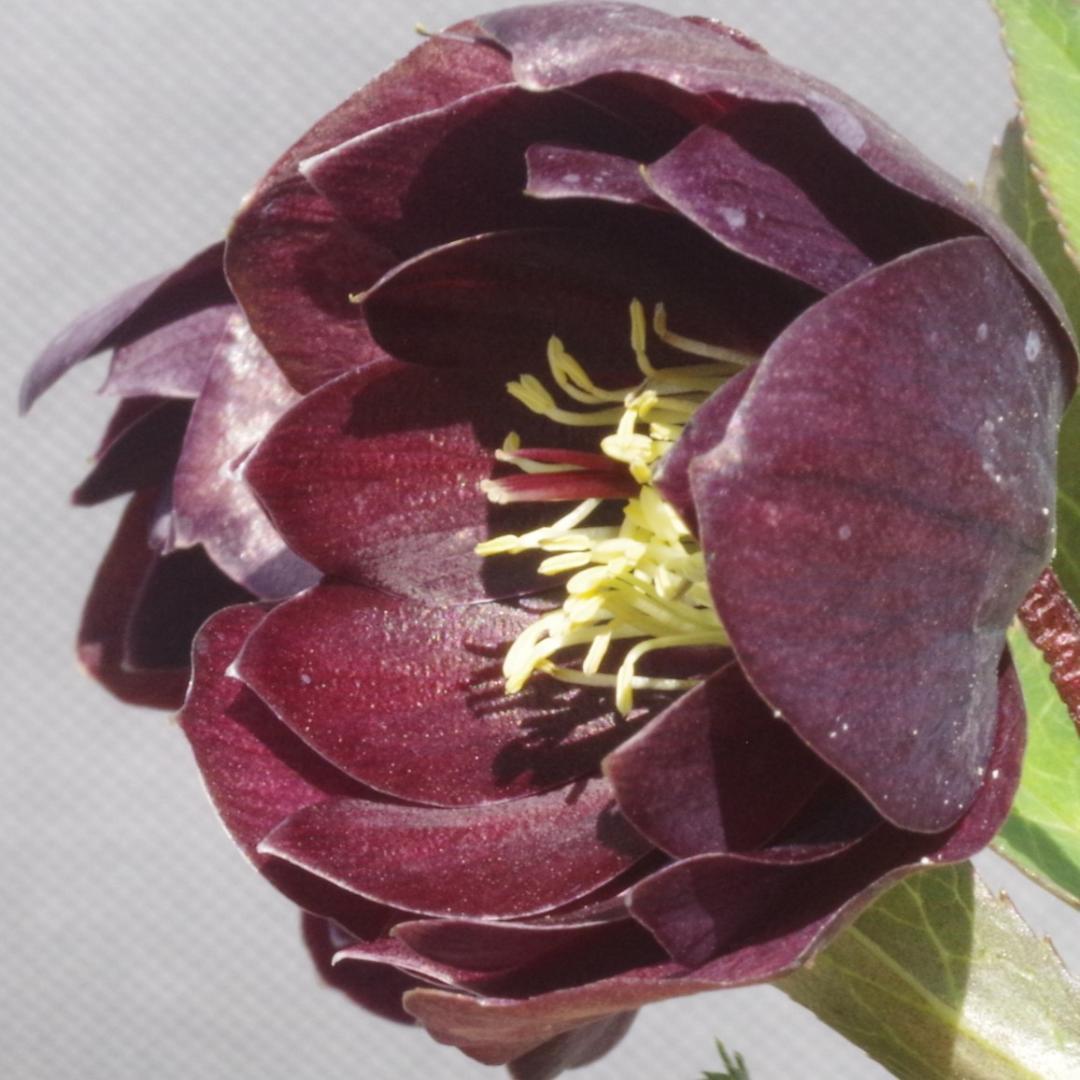 7648 認定！　キラメキ・チョコレート　クリスマスローズ開花　加藤農園