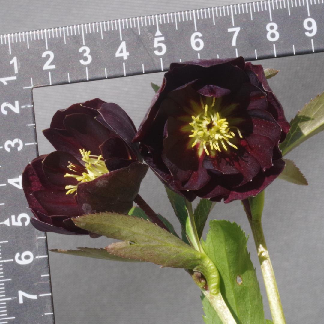 7648 認定！　キラメキ・チョコレート　クリスマスローズ開花　加藤農園