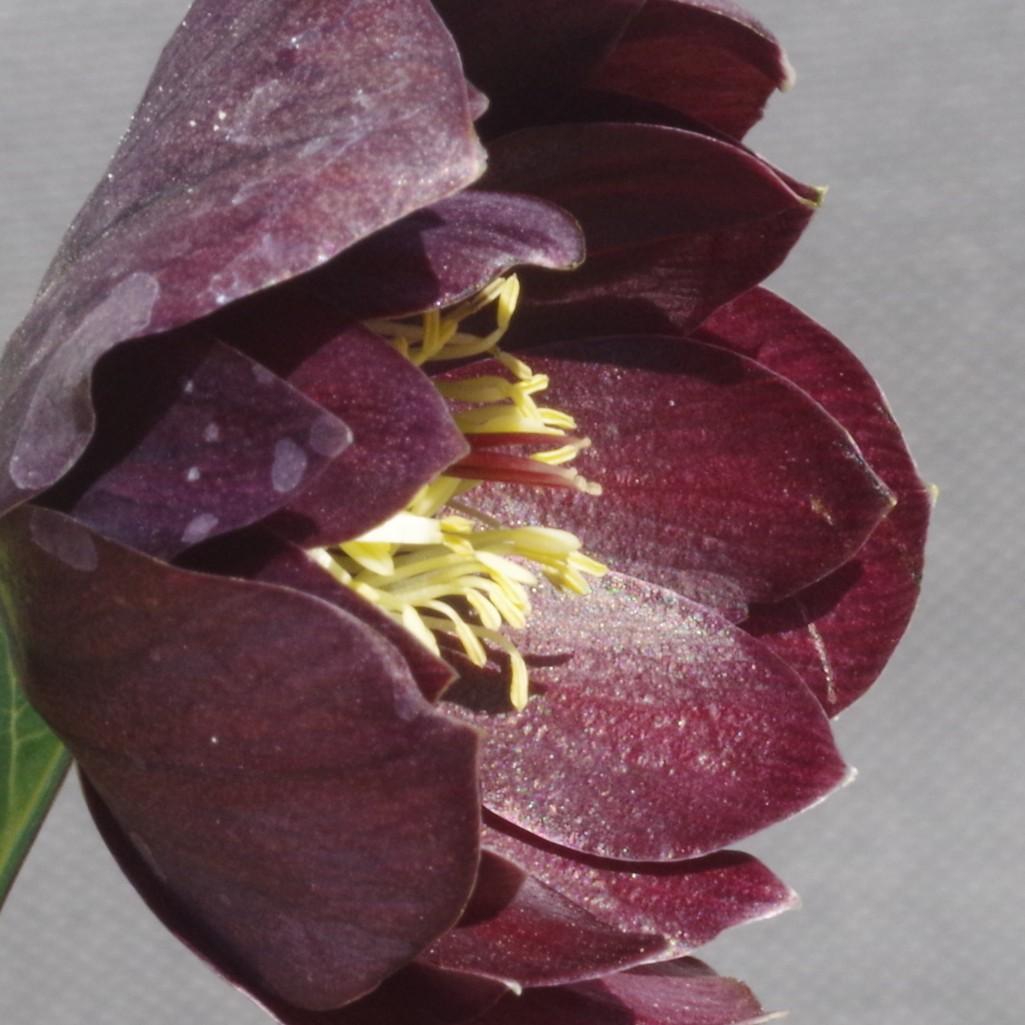 7648 認定！　キラメキ・チョコレート　クリスマスローズ開花　加藤農園