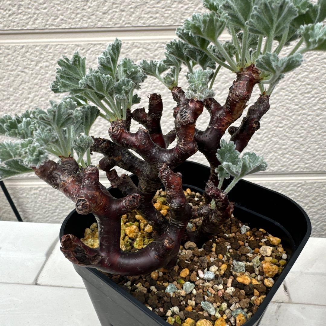 m14発根済み　ペラルゴニウム ミラビレ 切り枝 剪定枝 挿し木