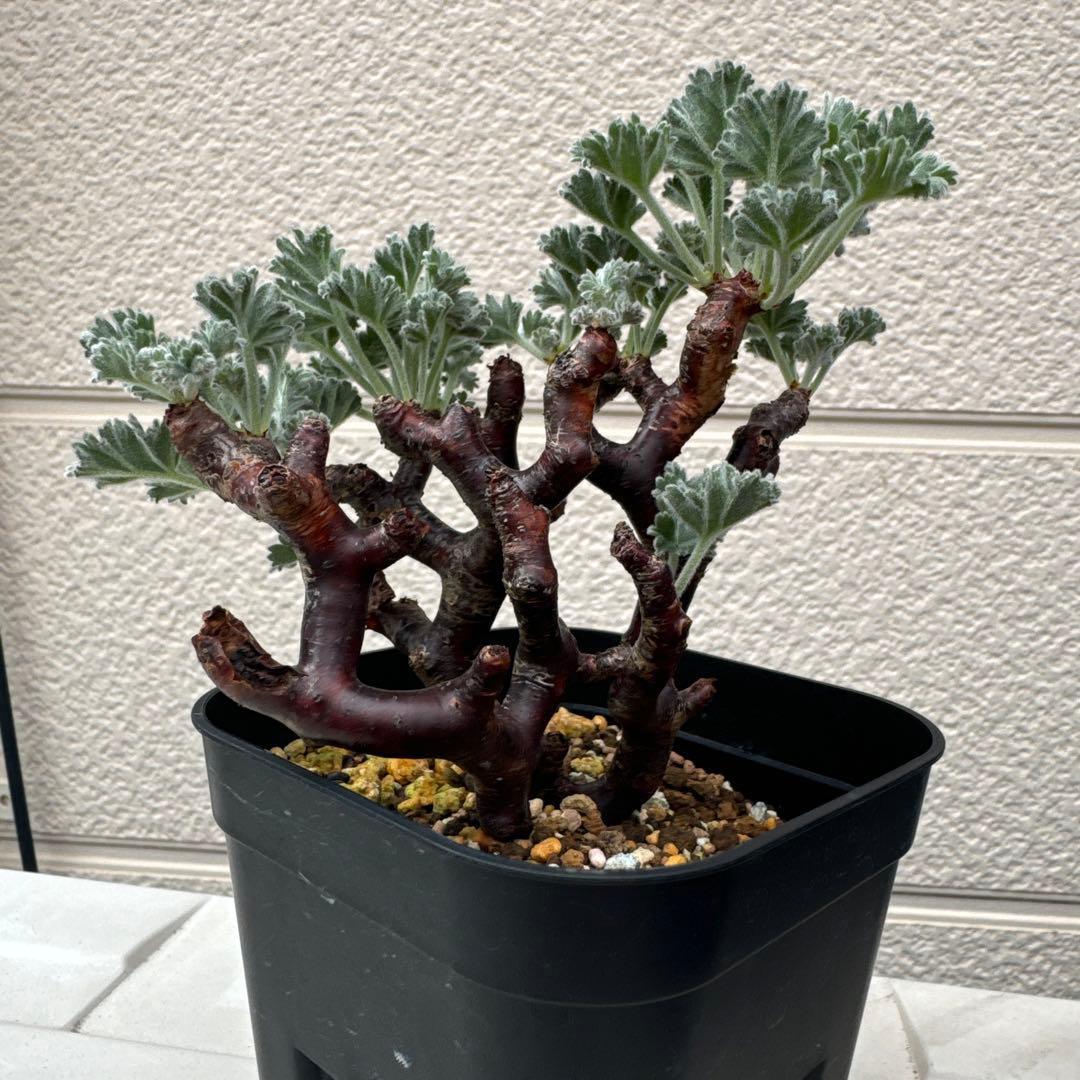 m14発根済み　ペラルゴニウム ミラビレ 切り枝 剪定枝 挿し木