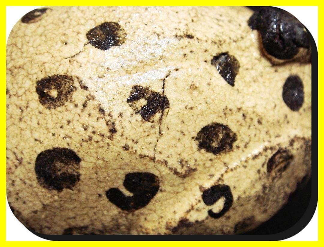 ma602⑦『ユキヒョウ 招き猫 横』陶器　/骨董品 古美術 アンティーク 古玩