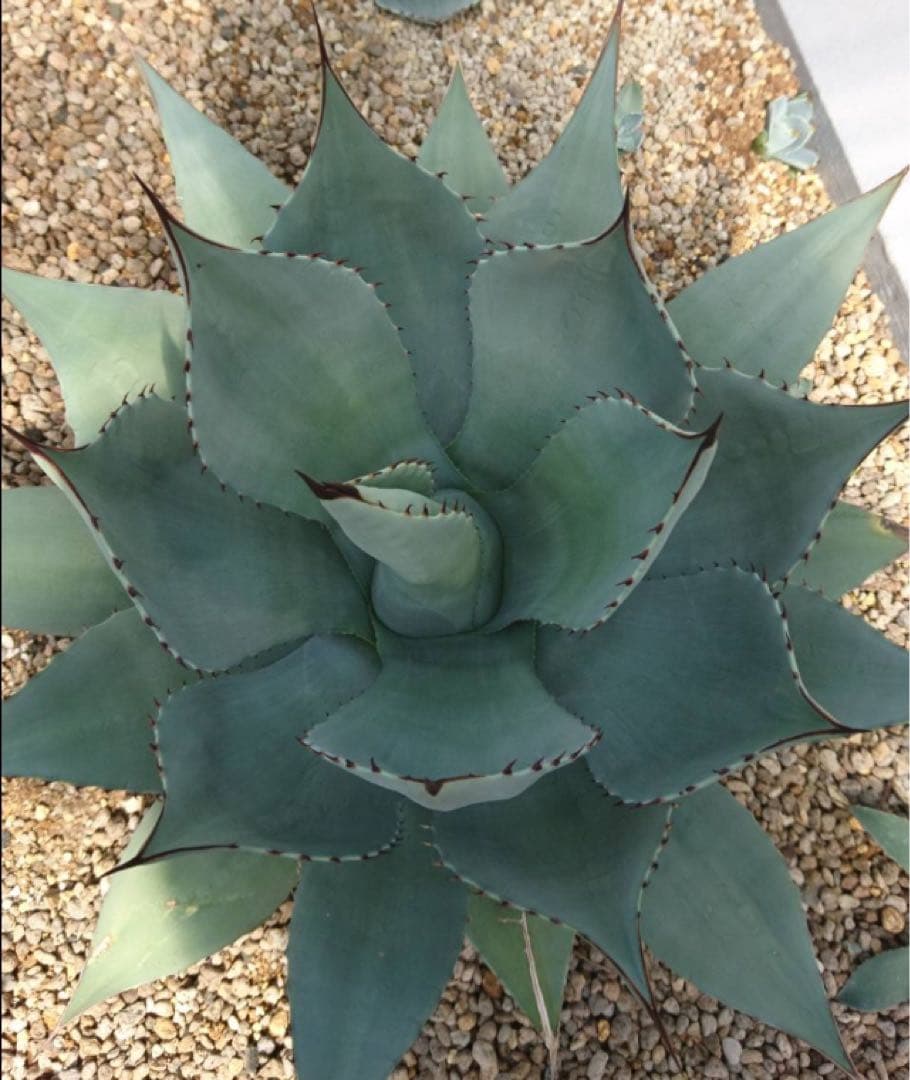 極耐寒性アガベ パリー ウェイクフィールド◇ドライガーデン吉祥天