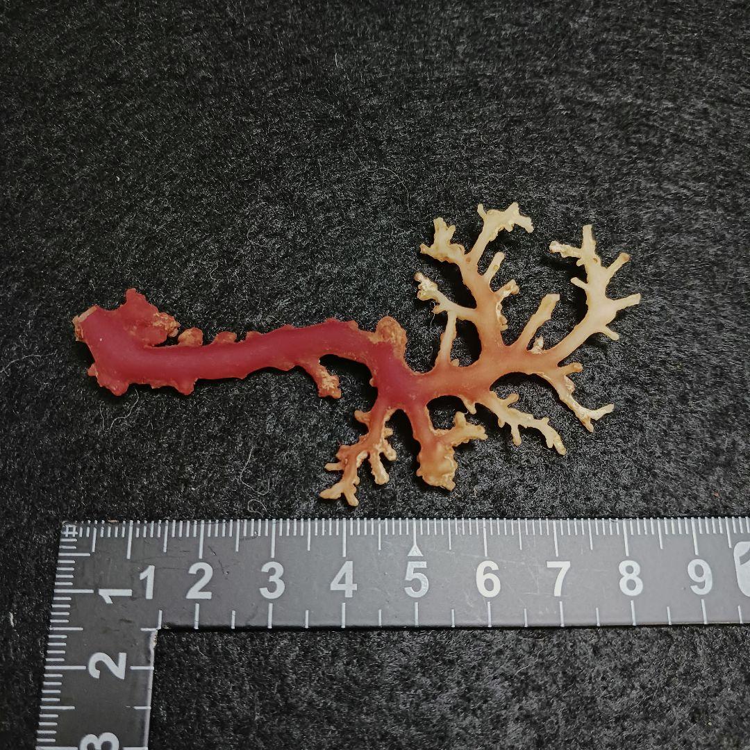 Y2678-7 国産赤珊瑚原木 血赤珊瑚 総重量6.1g