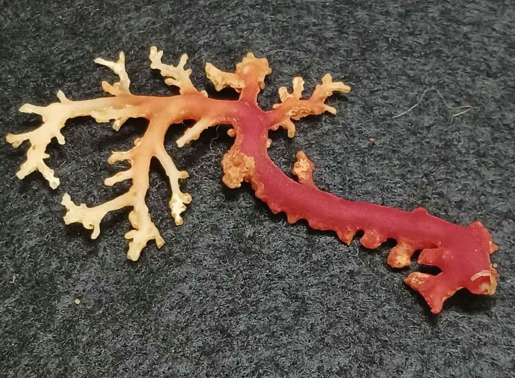 Y2678-7 国産赤珊瑚原木 血赤珊瑚 総重量6.1g