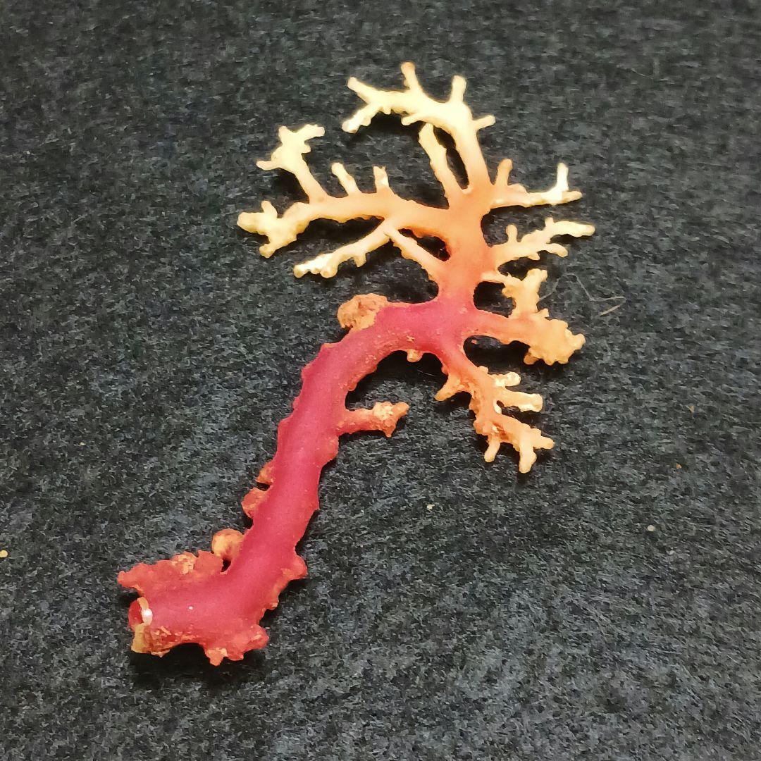 Y2678-7 国産赤珊瑚原木 血赤珊瑚 総重量6.1g