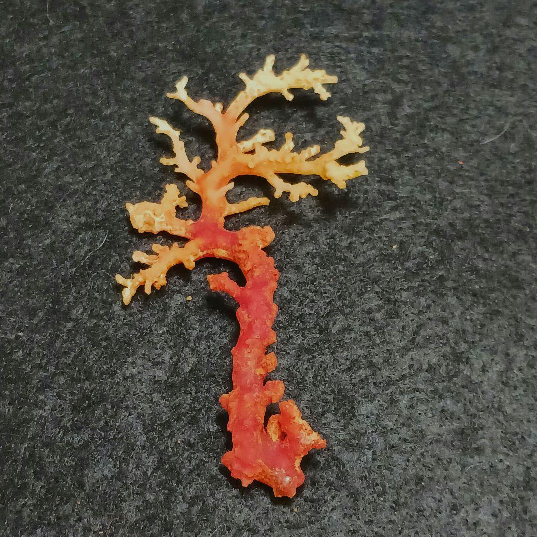 Y2678-7 国産赤珊瑚原木 血赤珊瑚 総重量6.1g