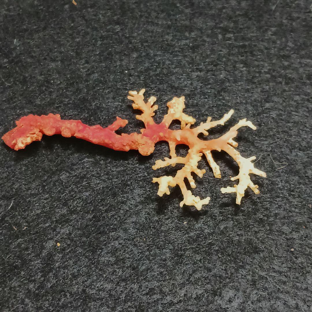 Y2678-7 国産赤珊瑚原木 血赤珊瑚 総重量6.1g