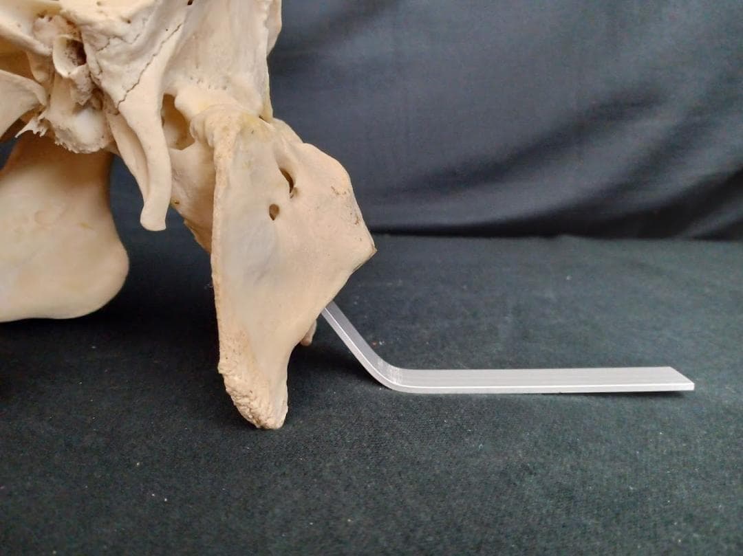 角付き骨格標本】種名 ニホンジカ ♂ 58Kg - メルカリ