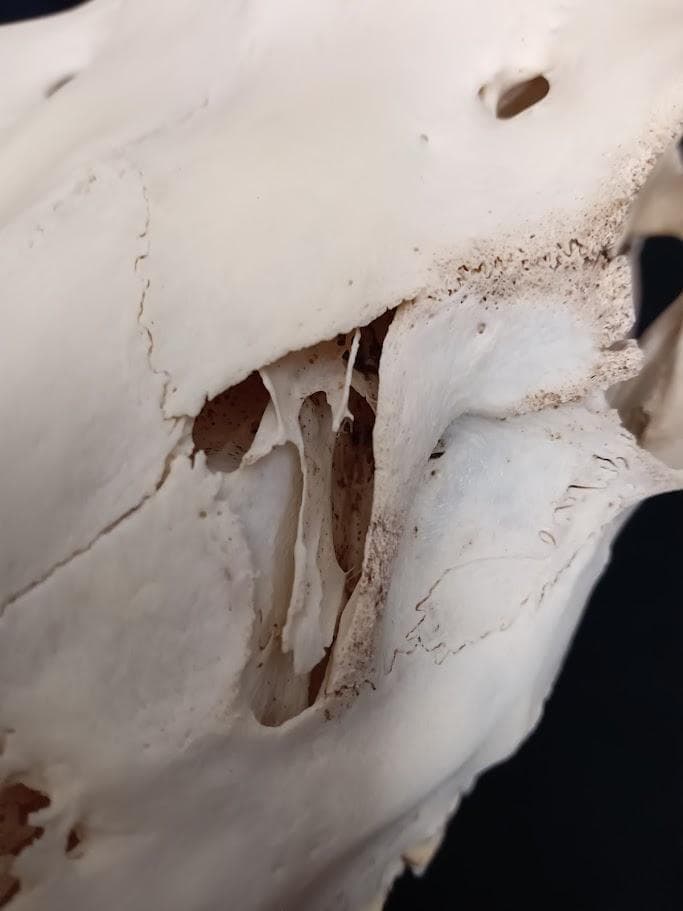 角付き骨格標本】種名 ニホンジカ ♂ 58Kg - メルカリ