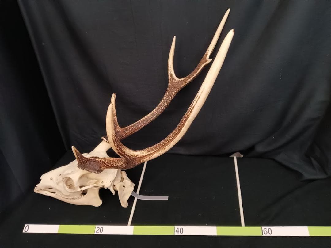 角付き骨格標本】種名 ニホンジカ ♂ 58Kg - メルカリ