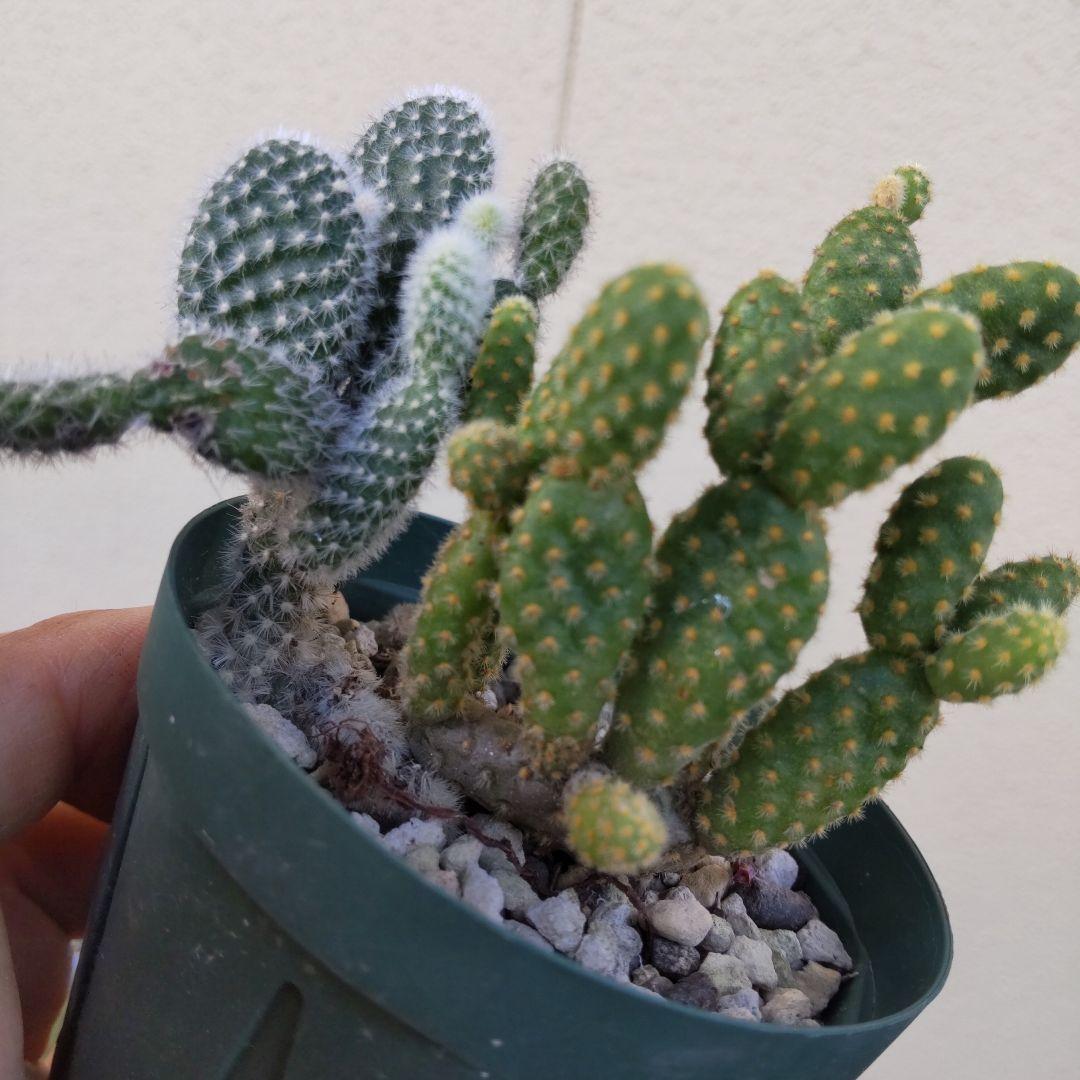 うさぎちゃんの耳 ⭐️バニーカクタス キンエボシ⭐️サボテン 多肉 抜き苗