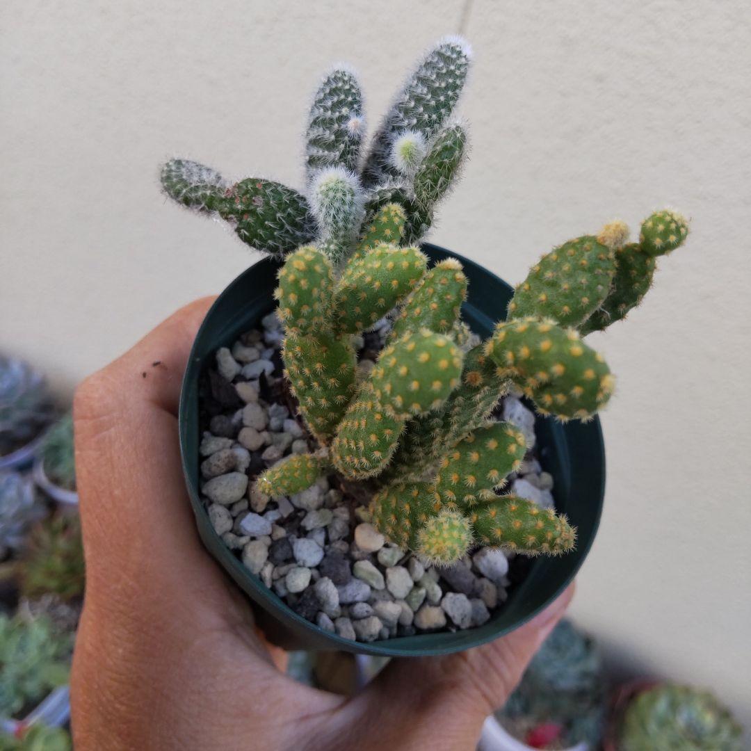 うさぎちゃんの耳 ⭐️バニーカクタス キンエボシ⭐️サボテン 多肉 抜き苗