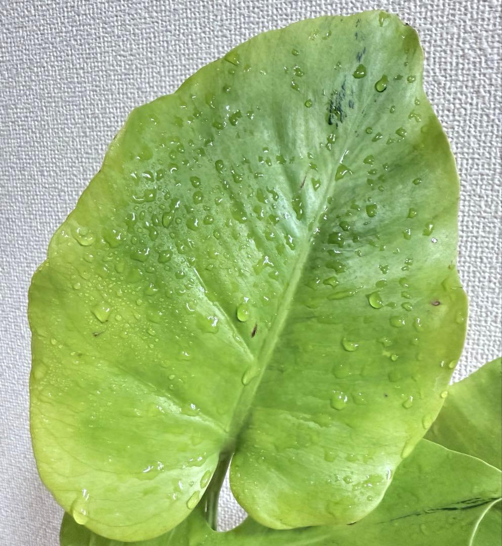 「超激レア」モンステラ　ライトライム　Light Lime フルムーン遺伝安定