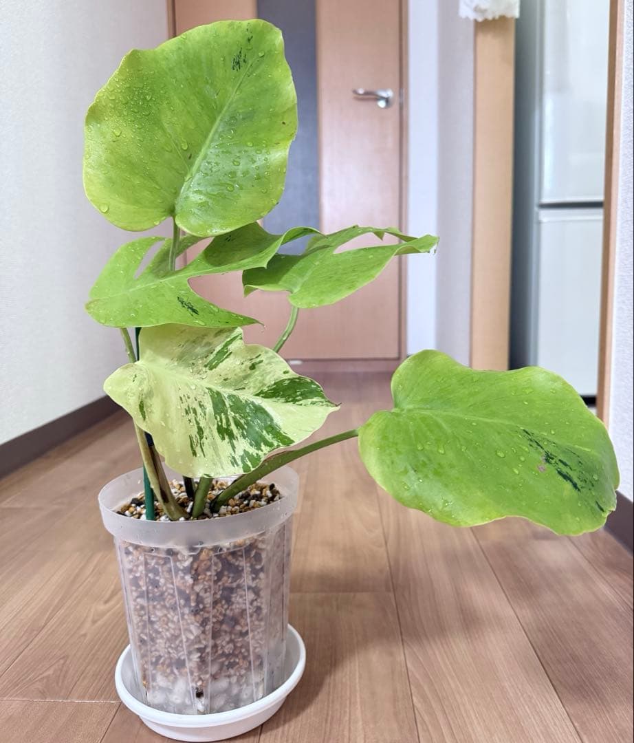 「超激レア」モンステラ　ライトライム　Light Lime フルムーン遺伝安定