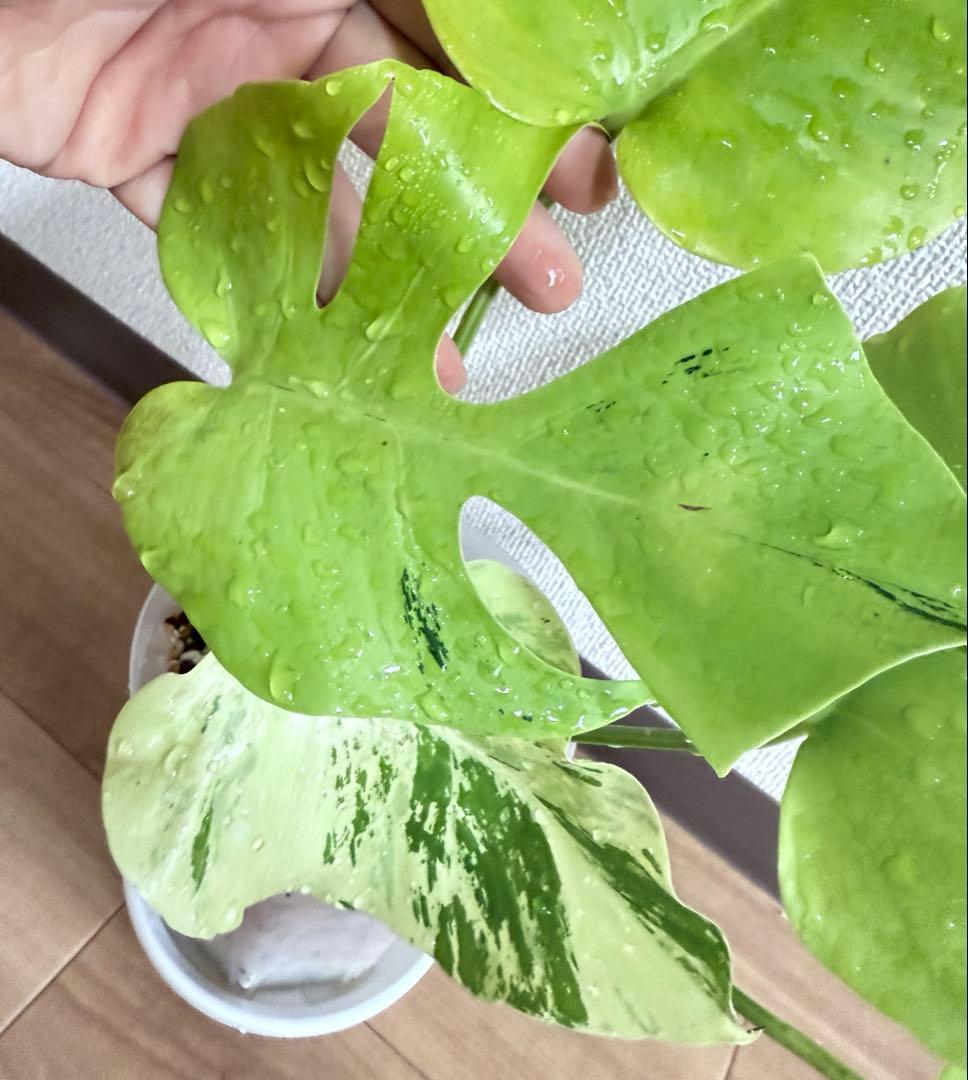 「超激レア」モンステラ　ライトライム　Light Lime フルムーン遺伝安定