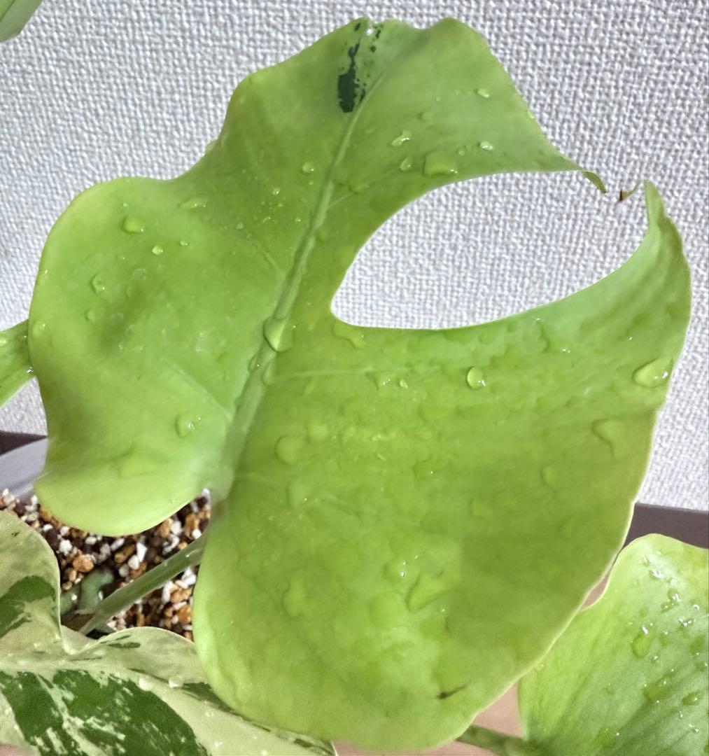 「超激レア」モンステラ　ライトライム　Light Lime フルムーン遺伝安定