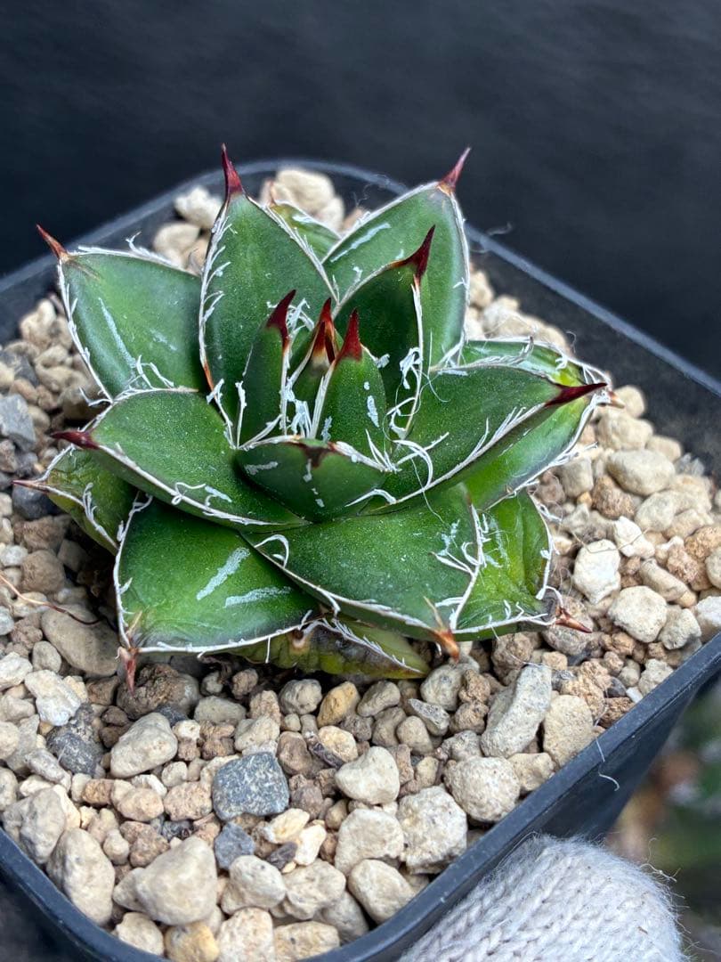 k*a様 アガベ ピンキー 王妃笹の雪A型 極白 超希有 極上美品 - メルカリ