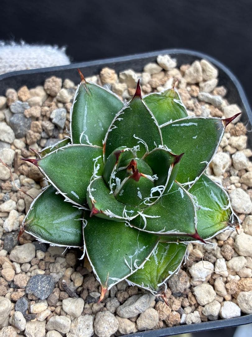 k*a様 アガベ ピンキー 王妃笹の雪A型 極白 超希有 極上美品 - メルカリ