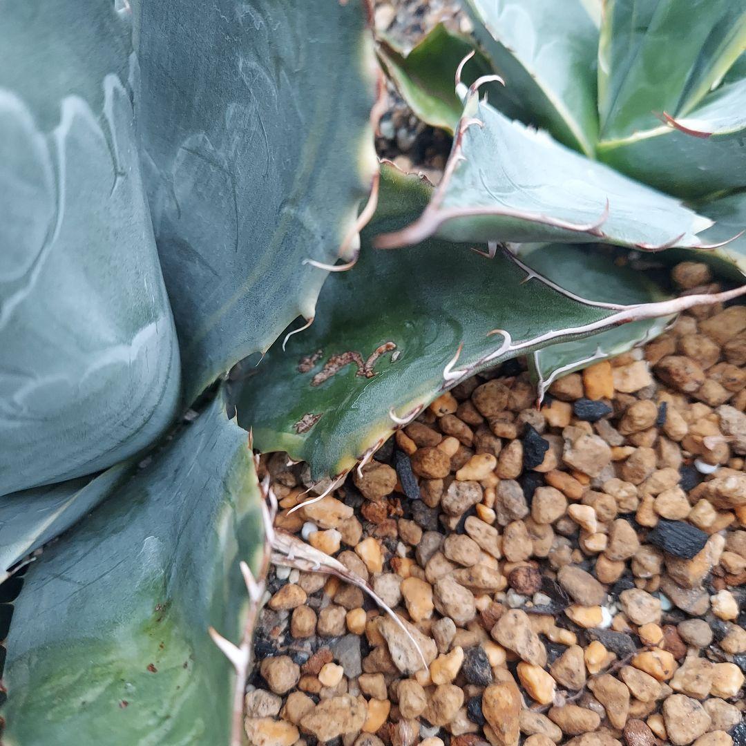 アガベ パラサナ錦 ファイヤーボール 良株 中株 - メルカリ