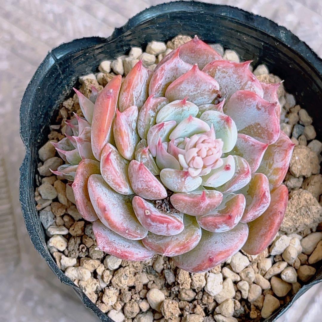 マリアxノバ」抜き苗 エケベリア 多肉植物 おらいさん苗 札なし - メルカリ