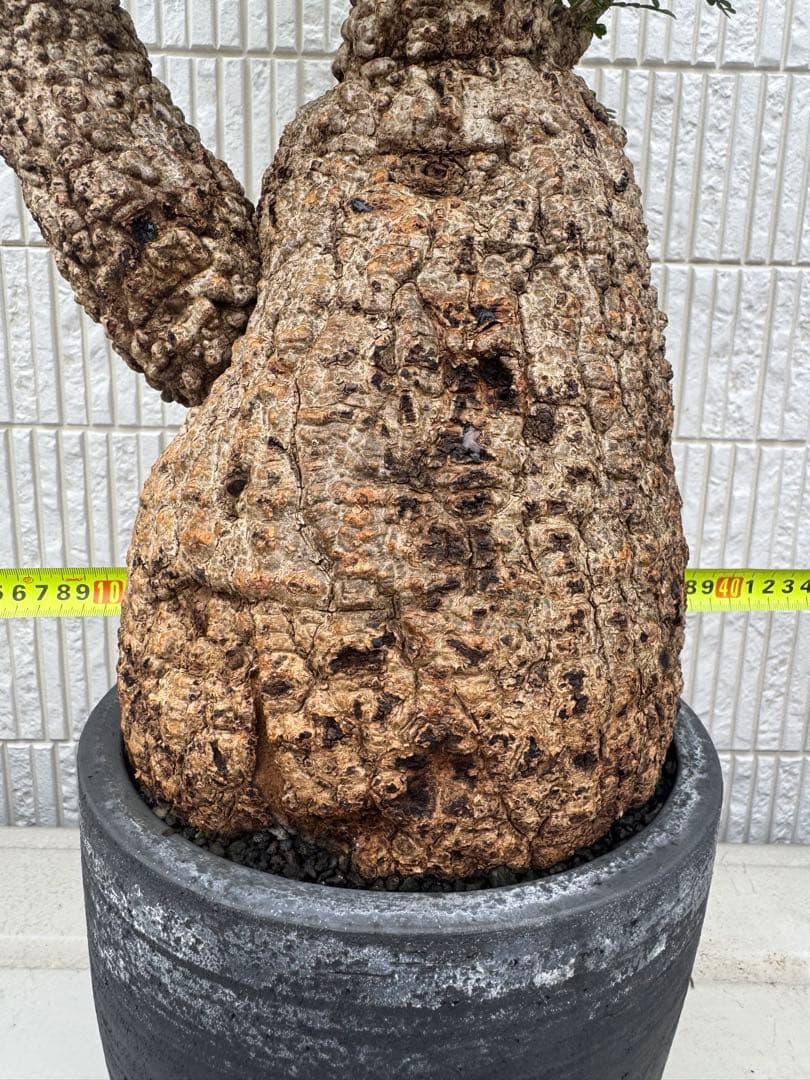 インボイス発行可 オペルクリカリア パキプス 幹幅18㎝ 発根済み 三州