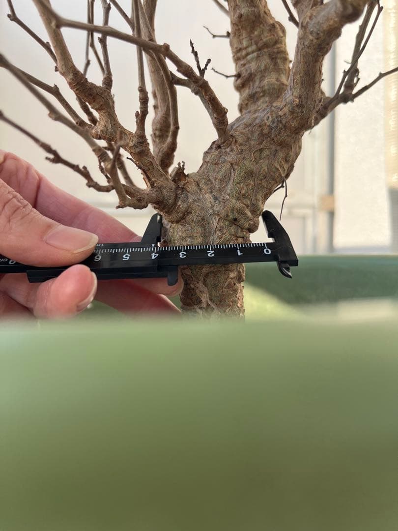 早い者勝ち 超極太 実生 パキプス オペルクリカリアパキプス