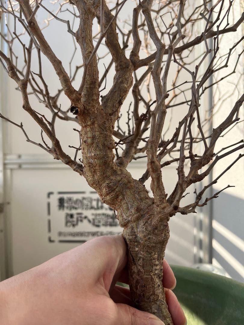 早い者勝ち 超極太 実生 パキプス オペルクリカリアパキプス