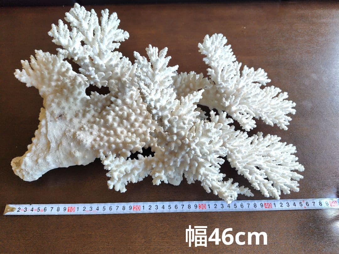 天然白珊瑚　置物 美品　希少な大きさ